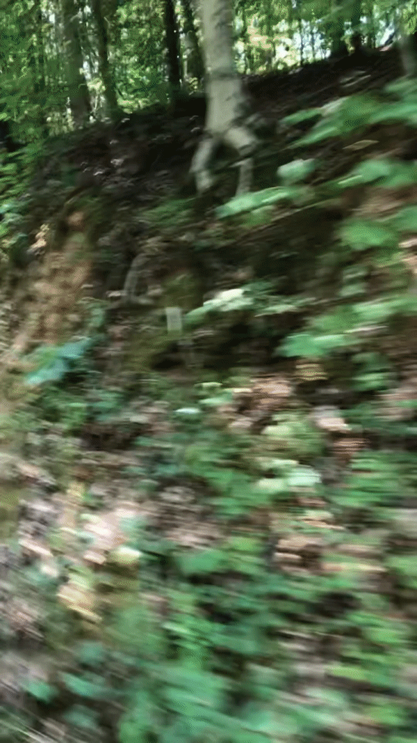 Video through a wooded area that slows as it pans past a small outcrop